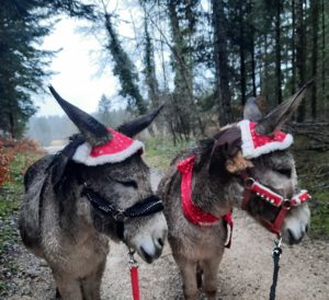 La flanerie d’audrey