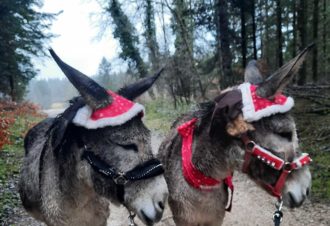 Balade avec les ânes