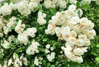 Le Jardin des Nouvelles