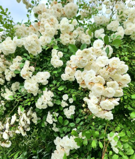 Le Jardin des Nouvelles