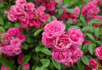 Le Jardin des Nouvelles