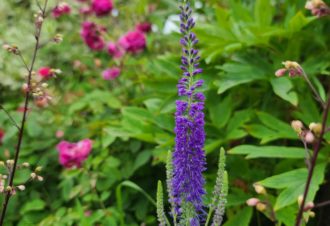 Le Jardin des Nouvelles