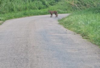 Domaine du Lynx – Chambre d’hôtes « Papillons »