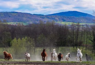 Domaine de la Loge – École d&rsquo;équitation