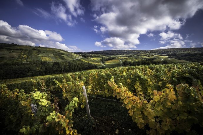 DOMAINE DESIRE PETIT_3
