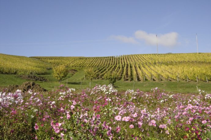 DOMAINE LIGIER PERE ET FILS_6