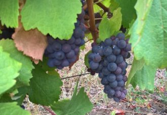 Domaine Amelie Guillot