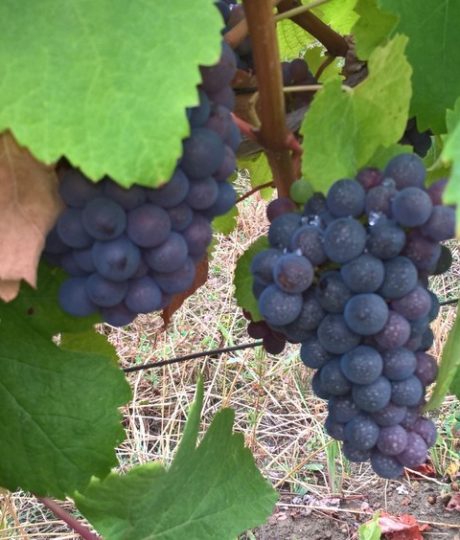 176090Domaine Amelie Guillot