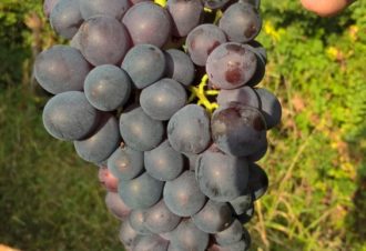 Domaine Amelie Guillot