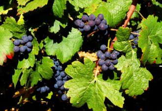 Domaine Daniel Dugois