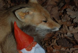 Forêt de Chaux, baraques bûcheronnes du 14