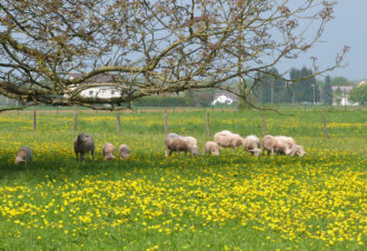 La Ferme Les Glycines