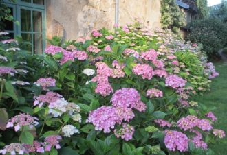 Jardins – Association les Amis du jardin et de la collection végétale « Annabelle »