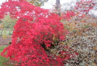 Jardins – Association les Amis du jardin et de la collection végétale « Annabelle »