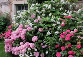 Jardins – Association les Amis du jardin et de la collection végétale « Annabelle »