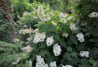 Jardins – Association les Amis du jardin et de la collection végétale « Annabelle »