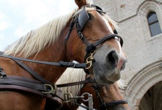Les attelages du Val d&rsquo;Amour