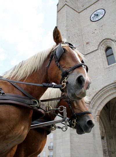 Les attelages du Val d&rsquo;Amour