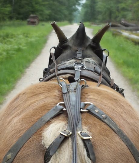 Les Roulottes Che’val d’Amour