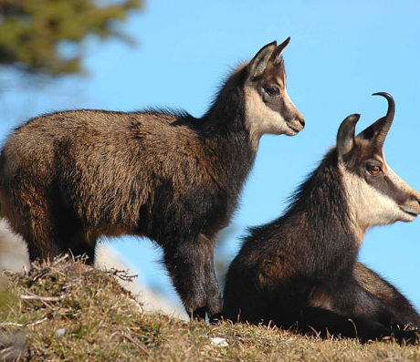 Eric wolff guide naturaliste