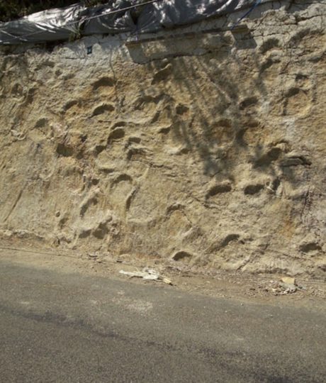 Empreintes de dinosaures à Coisia