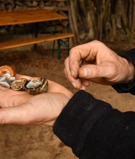 175232Les escargots du Moulin Burignat