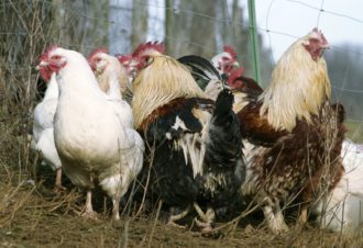 Produits du terroir – La Grange Rouge