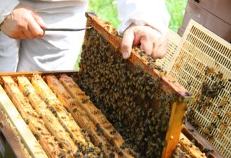 Apiculteur – gaec le miel du jura