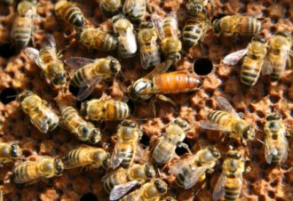 Apiculteur – gaec le miel du jura