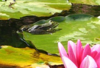 Les étangs de la bresse jurassienne