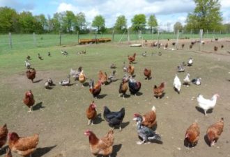 Ferme – Au bas de l’étang