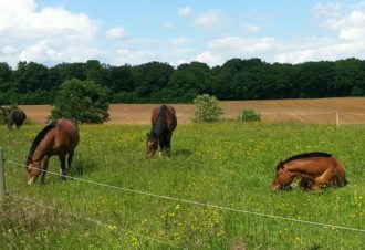 Écurie de la Chiffogne