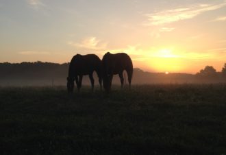 Écurie de la Chiffogne