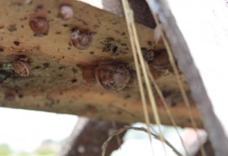 Héliciculture – la philosophie de l&rsquo;escargot