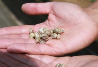 Héliciculture – la philosophie de l&rsquo;escargot