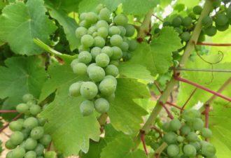Chambres d’hôtes – la maison dans la vigne