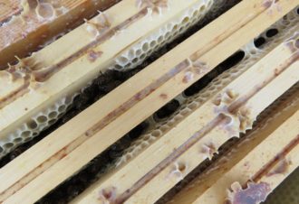 Julien COMPAGNON – Apiculteur professionnel