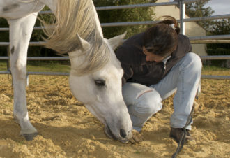 Ranch of the roses – équicoaching