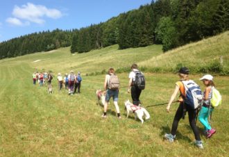 Free sled – Chiens de traîneaux / cani-rando et cani-trotinette