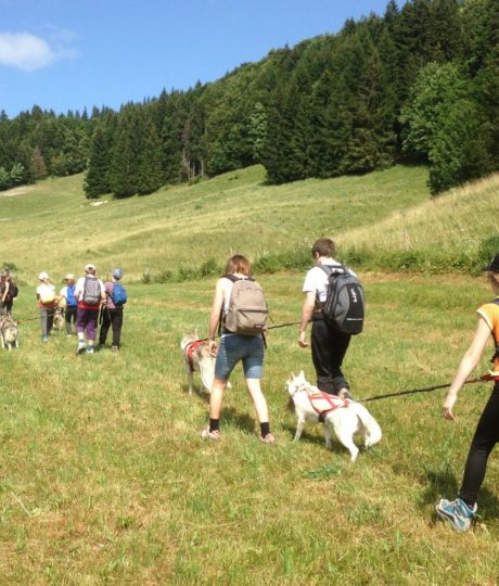 Free sled – Chiens de traîneaux / cani-rando et cani-trotinette