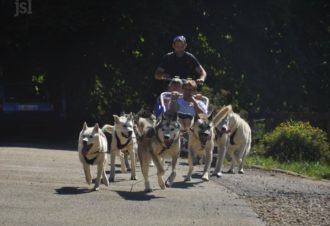 Free sled – Chiens de traîneaux / cani-rando et cani-trotinette