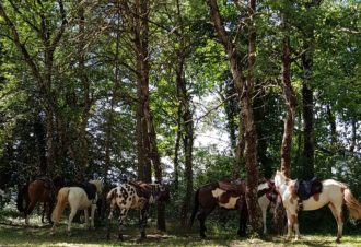 Ferme équestre élevage Juan