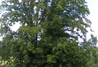 Tilleul de Granges Sauvaget