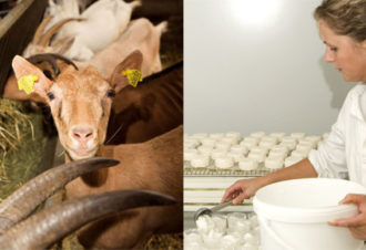 La Ferme du Vieux Chemin