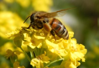 Le Rucher du Calypso
