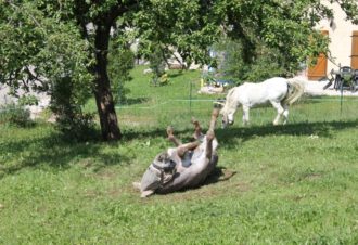 Chalets des Chemins Verts – Gîte Peter
