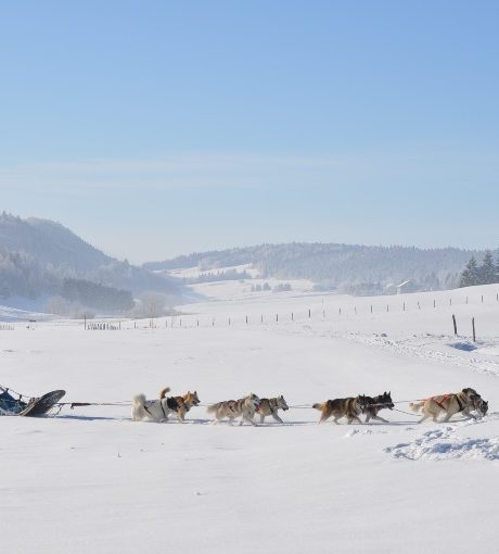 Chiens de traineaux – Terre et Neige