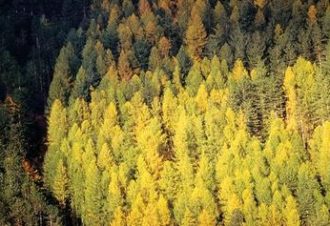 Sentier l’homme et la forêt