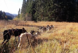 Canirando – Terre et Neige