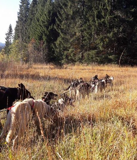 Canirando – Terre et Neige